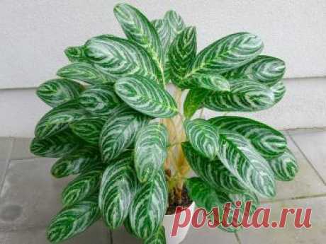 Комнатная аглаонема — фаворитка декоративно-лиственных культур Красивые листья аглаонемы, формирующие пышные кустики – одно из самых ярких зрелищ в интерьере. Удивительная гармония сложных, но не слишком броских узоров, которые выглядят элегантно и даже благородно, придает растению особую красоту. Выращивание аглаонемы – задача не самая простая. Ведь эта культу