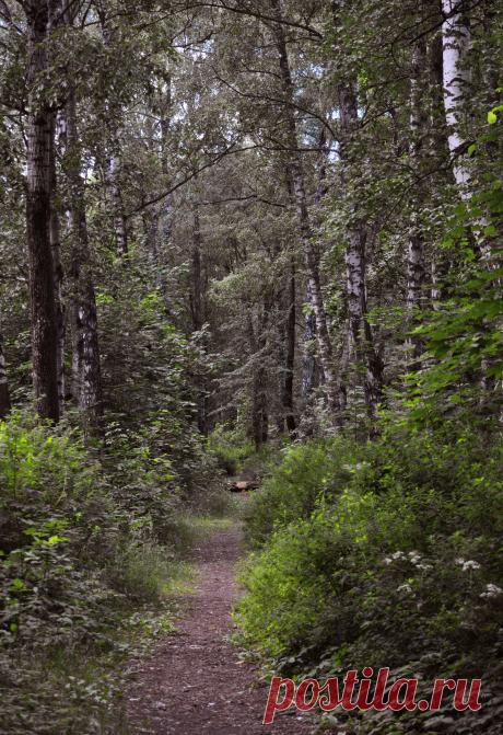 Тропа в парке