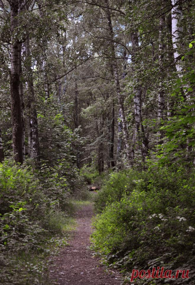 Тропа в парке