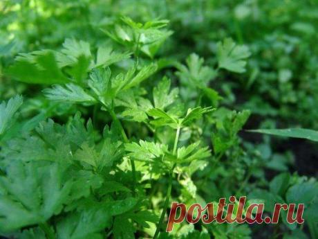 Петрушка всходит за три часа!
Знаете ли вы, что петрушку можно вырастить буквально в течение 3 часов? 
Этот рецепт часто использовался как... фокус.
Размочите семена петрушки в свежем молоке и, трижды посыпав предназначенную для посева землю негашеной и мелкотертой известью, высадите в нее подготовленные семена, землю немного смочите сверху (не проливая глубоко) водой.
Через 3 часа появятся всходы.
Не верите? Пробуйте!