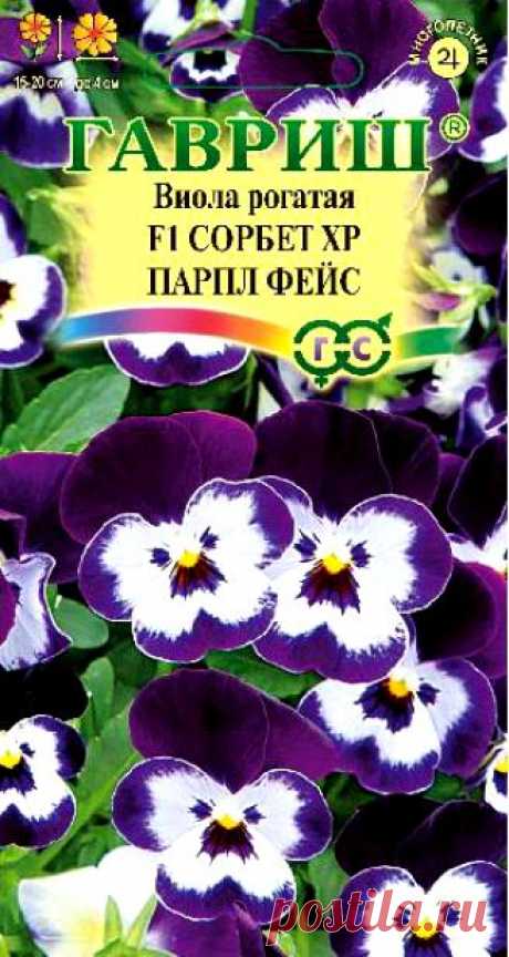 Виола рогатая Sorbet XP F1 Purple Face, размер цветка: 2-3 см, высота: 15 см, ширина: 20 см.
Многолетнее, обильноцветущее, на одном растении одновременно до 25 цветков