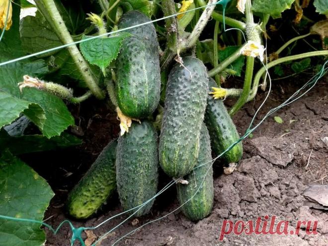 Лучшие сорта огурцов, которые обязательно должны быть в следующем году у успешных огородников | Все о цветоводстве | Яндекс Дзен