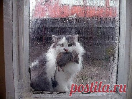 Открывайте, тунеядцы!! Кормилец пришёл