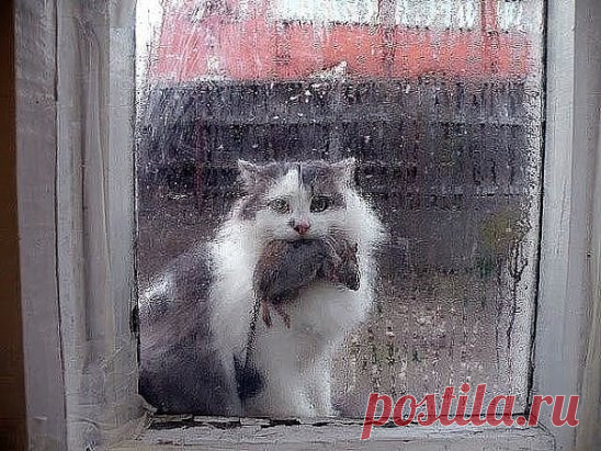 Открывайте, тунеядцы!! Кормилец пришёл