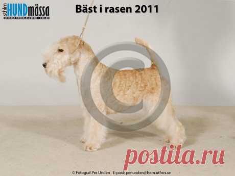 LAKELANDTERRIER Namn:ES CH CHELINES LA SAKANESA  Ägare:RIITTA-KAISA & TIMO RAJALA, HINDHÅR FINLAND Uppfödare:ALBERTO VELASCO SANCHEZ, SPANIEN