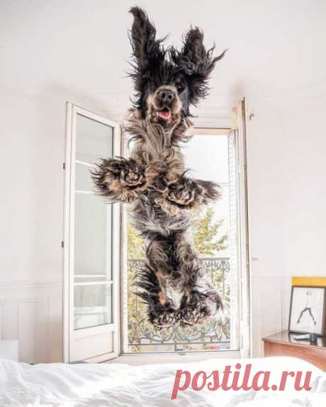 Английский кокер-спаниель Наркос, покоряет своим обаянием