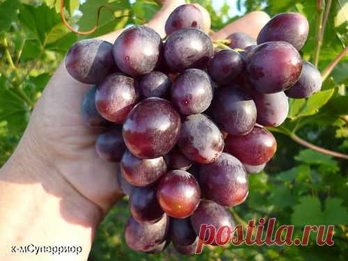 киш-миш Супериор - Сайт vitalikgybanovsorta2013!