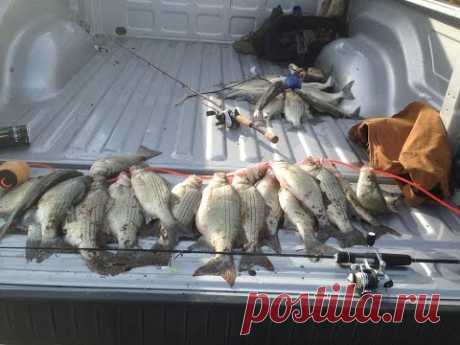 Lock N Dam White Bass (Trinity River) 720p HD