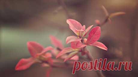 Широкоформатные обои для Windows #9