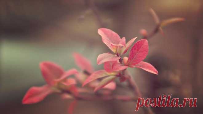 Широкоформатные обои для Windows #9