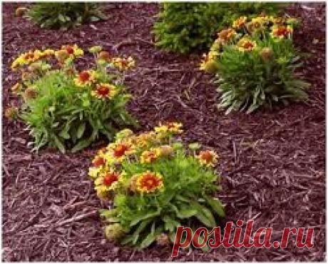 Мульчирование почвы