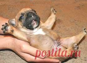 Выкройка комбинезона для собаки