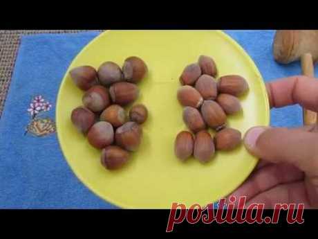 Фундук или лещина - что вкуснее?