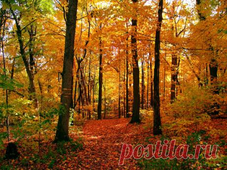 Фото Без названия. Альбом ""ЛЕДИ ОСЕНЬ"" - 39 фото. Фотографии Касана А.