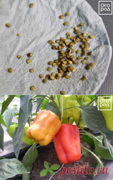 Суперурожай перца – 9 &quot;работающих&quot; советов