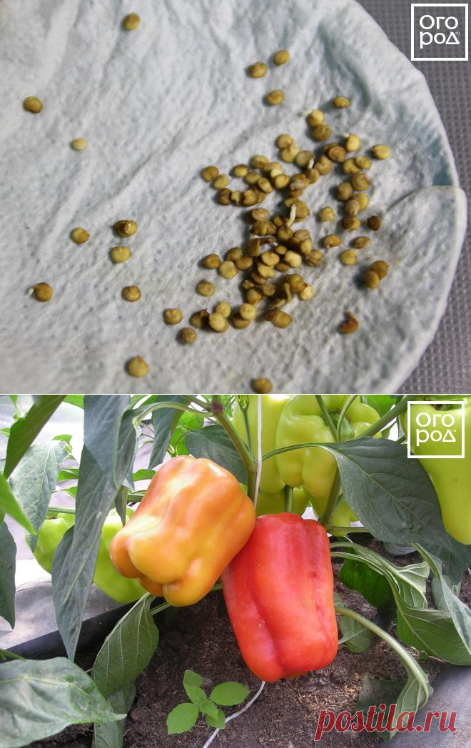 Суперурожай перца – 9 "работающих" советов