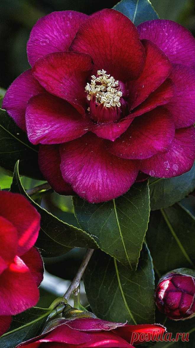 Download Wallpaper 1080x1920 camellia, leaves, flowers, branches, bud Sony Xperia Z1, ZL, Z, Samsung Galaxy S4, HTC One HD Background