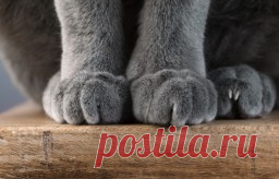 Почему котики топчут нас лапками Зоологи называют две возможные причины, каждая из которых приходит к выводу, что топтание, безусловно, выражает привязанность животного к хозяину.Во-первых, инстинкт перебирания передними лапками проявляется еще у новорожденных котят. Прицепившись к материнскому соску, лапками они...