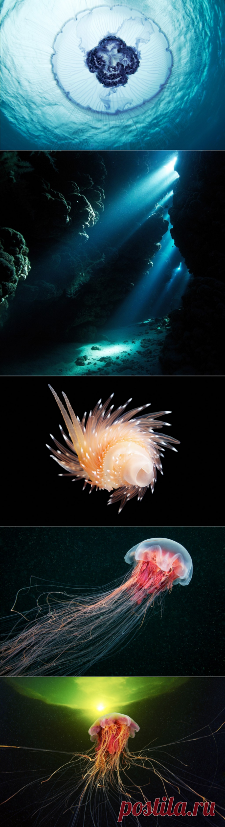 Невероятные фотографии подводного мира от фотографа и морского биолога Александра Семенова. - Путешествуем вместе