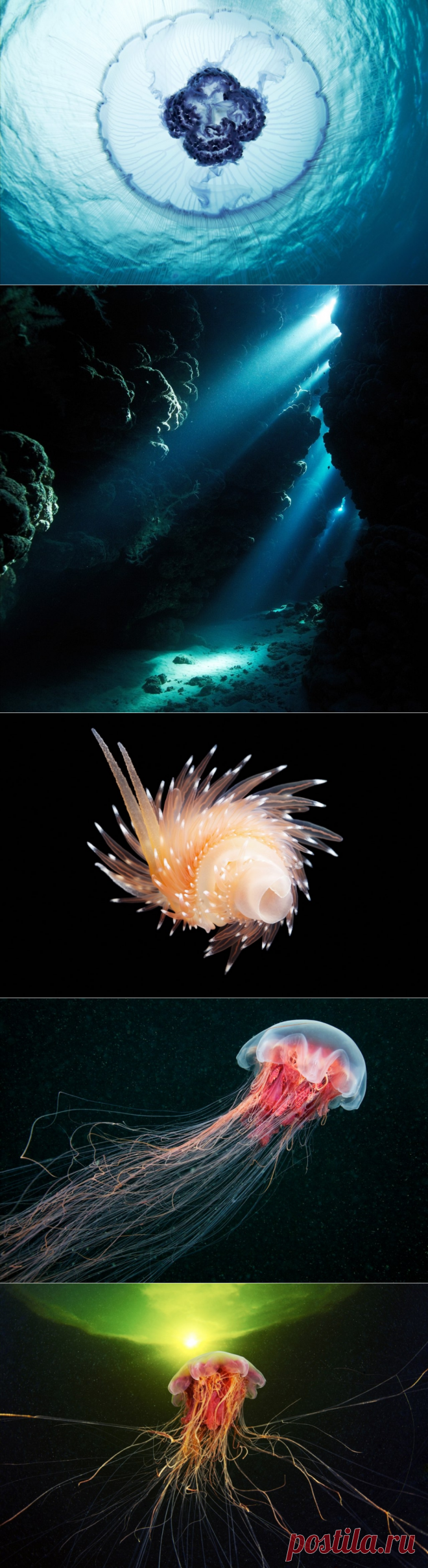 Невероятные фотографии подводного мира от фотографа и морского биолога Александра Семенова. - Путешествуем вместе
