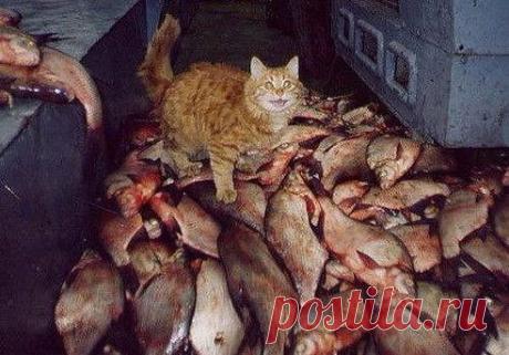 Теперь Вы знаете, как улыбаются коты когда счастливы.