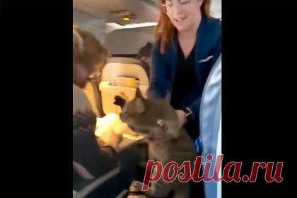 Кот устроил хаос на борту самолета и сбежал из эконома в первый класс. Полосатый кот сбежал от хозяина на борту внутреннего рейса United Airlines и устроил хаос. Стюардессе пришлось ползать на коленях по проходу, чтобы поймать беглеца, однако животное вырывалось из ее рук и шипело. Кота обнаружили в салоне первого класса, хотя его хозяин летел в экономе.