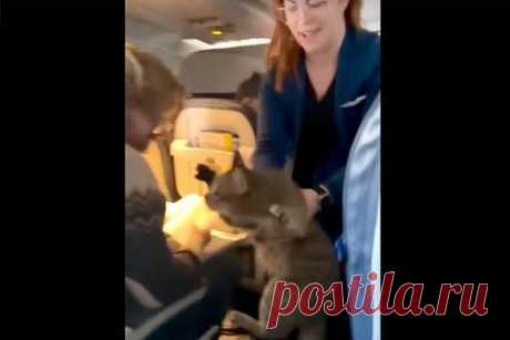 Кот устроил хаос на борту самолета и сбежал из эконома в первый класс. Полосатый кот сбежал от хозяина на борту внутреннего рейса United Airlines и устроил хаос. Стюардессе пришлось ползать на коленях по проходу, чтобы поймать беглеца, однако животное вырывалось из ее рук и шипело. Кота обнаружили в салоне первого класса, хотя его хозяин летел в экономе.