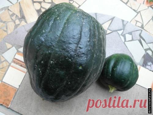 Выращивание тыквы