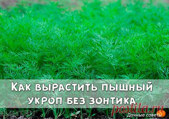 Как вырастить пышный укроп без зонтика
 
Бывают специальные сорта укропа, которые растут пышными кустиками и долго не цветут. Они отлично подойдут 