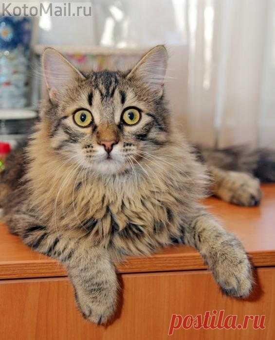 Весёлый и смешной