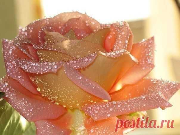 Цветы должны быть без повода.Счастье должно быть настоящим.Дом тёплым.Любовь должна быть взаимной.Погода...,а,без разницы,какая погода!