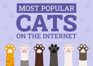 Catster сравнил популярность пород кошек по интересу в поиске и социальных сетях и составил обзор самых востребованных пород.