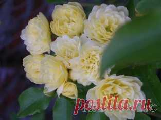 R. Banksia lutea flore pleno :: Энциклопедия роз