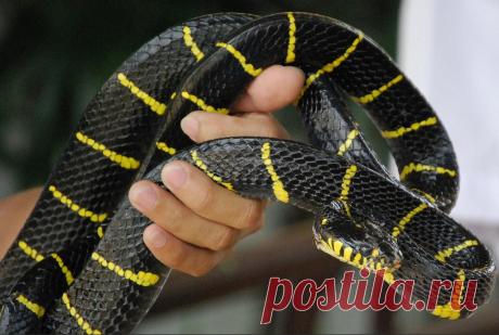 Генетики рассказали, как появился новый коронавирус — китаец сожрал больную змею
Наука шагнула сейчас так далеко вперед, что генетики могут определить источник вируса с абсолютной точностью. Носителями коронавируса, опасного для человека, оказался ленточный крайт и кобра — змеи, которые охотятся на летучих мышей в дикой природе. Обеими видами рептилий торговали на рынке в Ухани. Китайцы их едят. И один из них сожрал больную змею. После чего […]
Читай дальше на сайте. Жми подробнее ➡