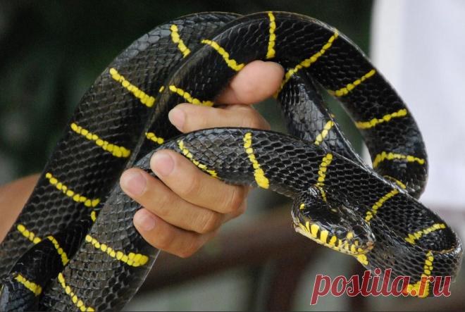 Генетики рассказали, как появился новый коронавирус — китаец сожрал больную змею
Наука шагнула сейчас так далеко вперед, что генетики могут определить источник вируса с абсолютной точностью. Носителями коронавируса, опасного для человека, оказался ленточный крайт и кобра — змеи, которые охотятся на летучих мышей в дикой природе. Обеими видами рептилий торговали на рынке в Ухани. Китайцы их едят. И один из них сожрал больную змею. После чего […]
Читай дальше на сайте. Жми подробнее ➡