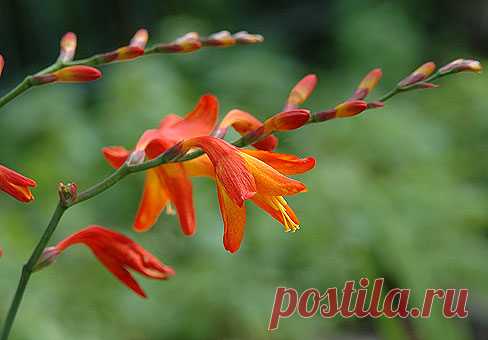 Крокосмия (Crocosmia, Montbretia)