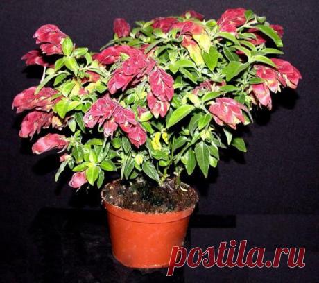 Цветок Белопероне: фото и уход в домашних условиях