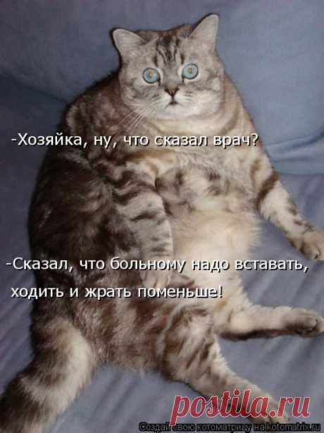 Лучшие котоматрицы за прошедшую неделю / Питомцы