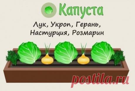 Совместимость растений на грядке