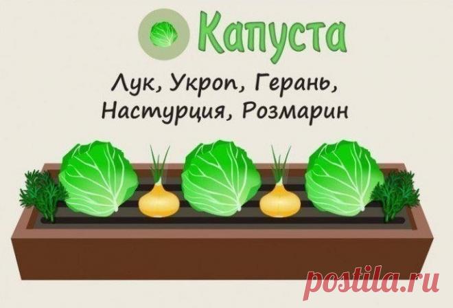 Совместимость растений на грядке