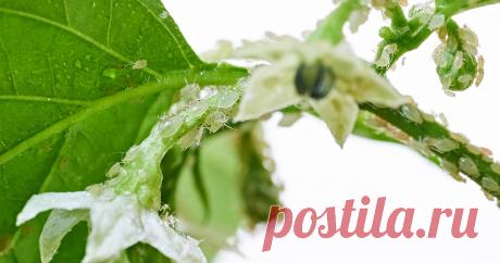 Чем обработать огурцы от тли? — Ботаничка