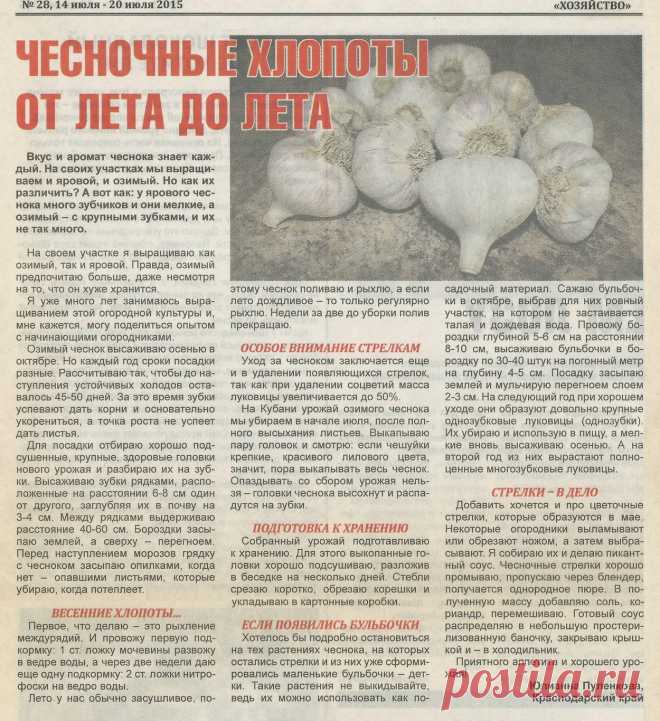 Чесночные хлопоты от лета до лета