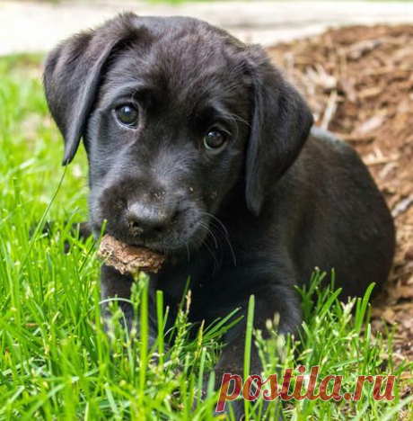 Ursa the Labrador Retriever | Puppies | Daily Puppy