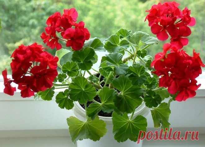 Трюк с булавкой — и герань зацветёт через неделю