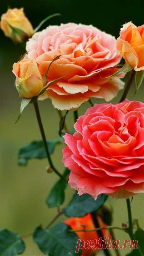 Double dose of beauty! 
ZsaZsa Bellagio   |  Pinterest • Всемирный каталог идей