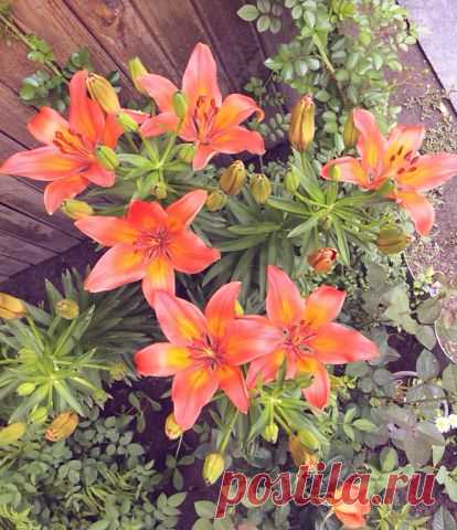 Одноклассники