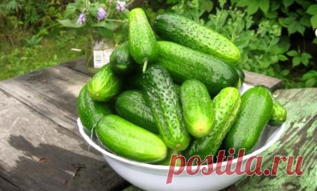 УЛОВКИ ХИТРЕЦОВ РАДИ ВКУСНЫХ ОГУРЦОВ — Мир Растений