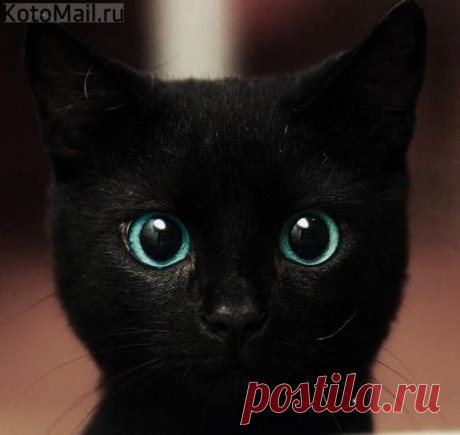 Не каждый человек поймет | KotoMail.ru