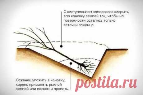 Советы по прикопки саженцев на зиму | Готовимся к зиме | Моя Фазенда | Пульс Mail.ru