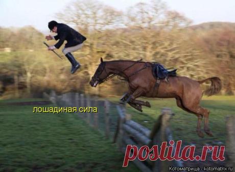 Котоматрица: Свежак